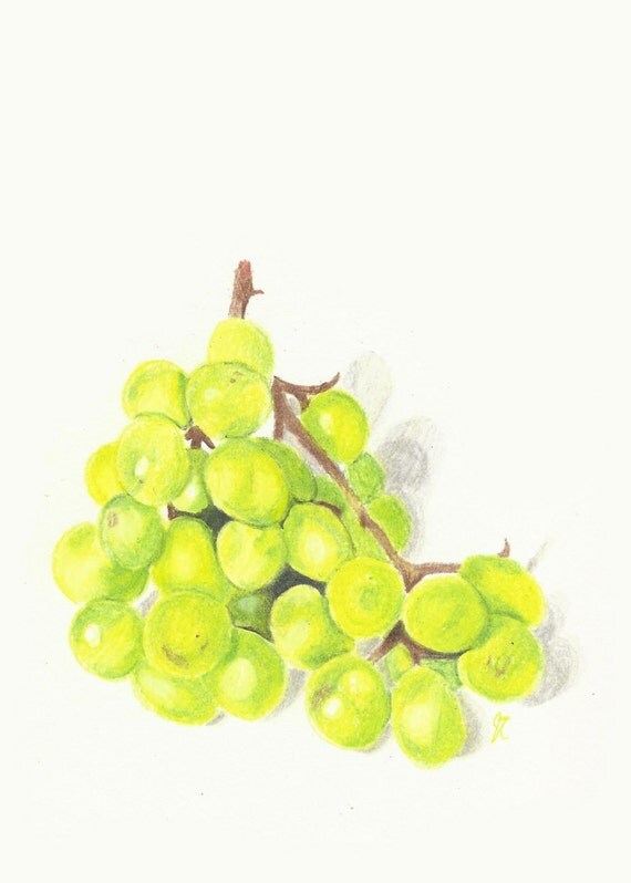 Download Green Grapes Colored Pencil Drawing Original Artwork of Green