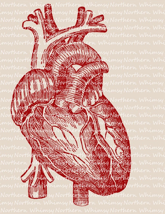 Heart Clip Art Vintage Anatomy Clip Art Human Heart