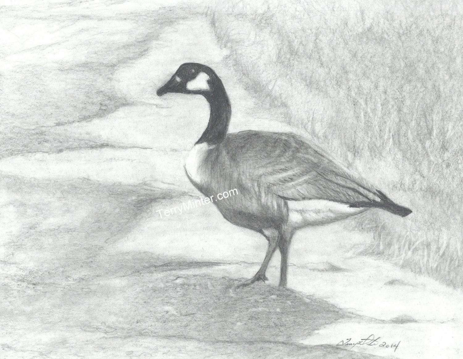 Pencil drawing print Canada goose feeding on a by TerryMinterArt