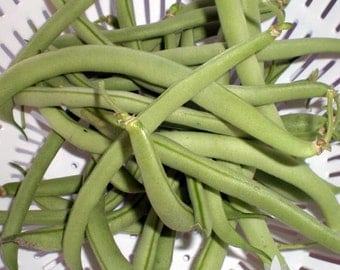 Contender Bush Bean Heirloom Seeds - Non-GMO, Open Pollinated, Untreated