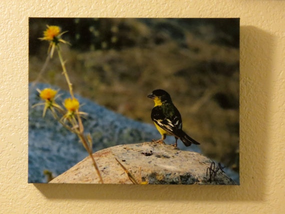 Items similar to American GoldFinches Bird, 11x13 Canvas on Etsy