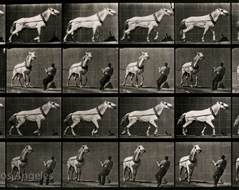 Eadweard Muybridge Photo Motion Study Woman Walking Down