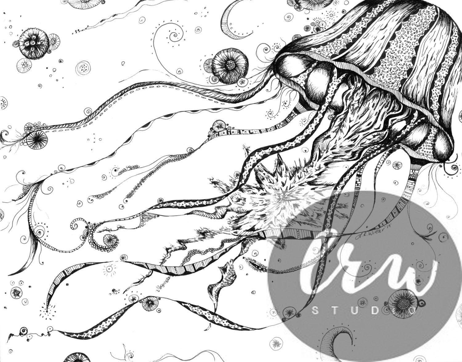 Jellyfish Art Print from Original Pen and Ink Drawing Coastal