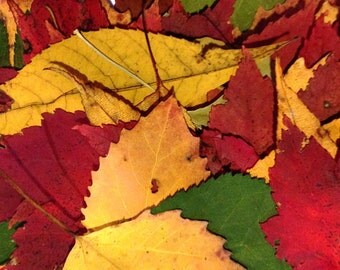 100 Real Pressed Fall Leaves, Thanksgiving Deco, Dried Autumn Leaves, Biodegradable, Leaf Decor, Pressed Dried Fall Leaves,