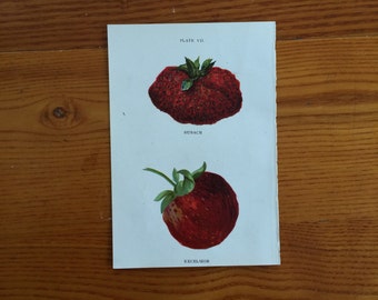 1913 strawberry berries berry fruit print original antique miniature botanical print - strawberries pl 7 - bubach excelsior