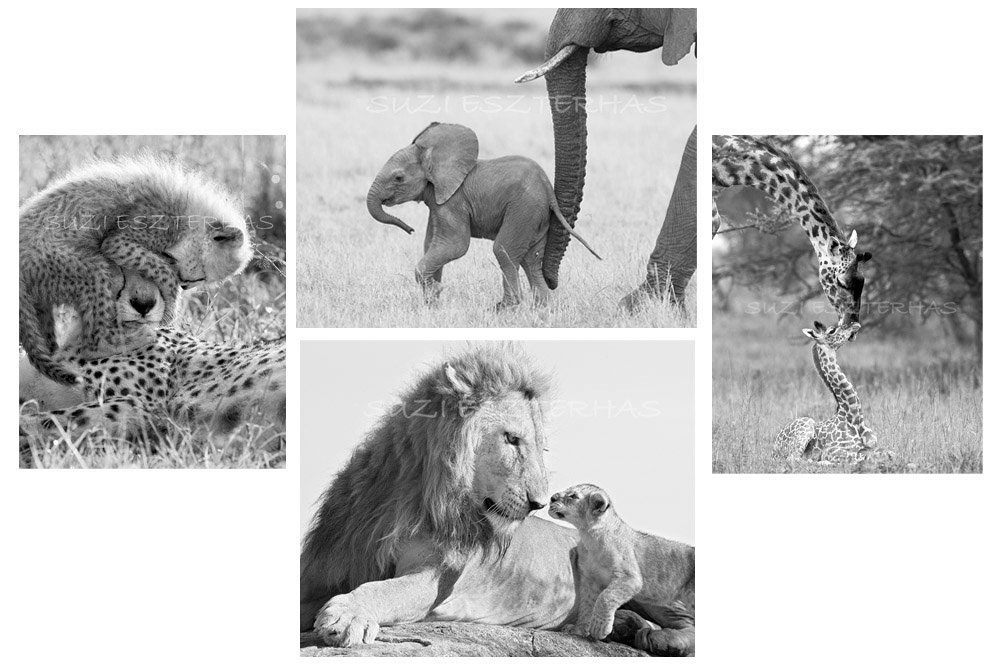 Safari Nursery Art Prints, Baby Animals, Set of 4 Black & White Photos, 8x10, Elephant, Lion, Cheetah, Giraffe, Kids Room Decor, Wall Art