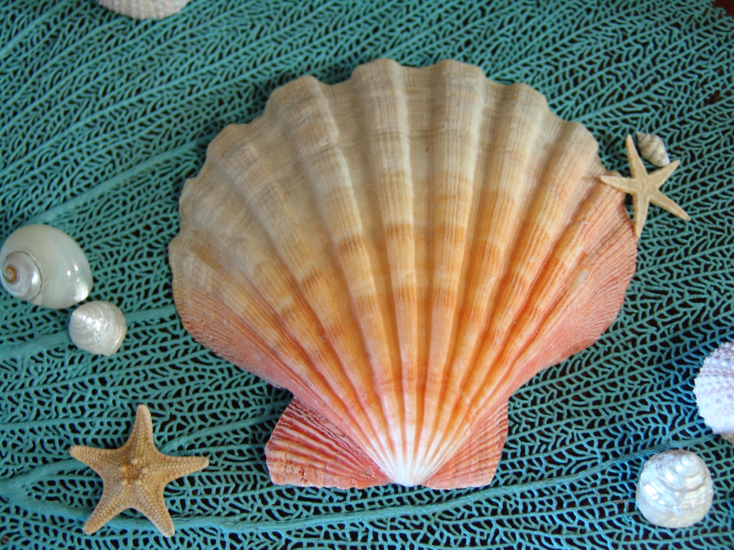 huge seashell