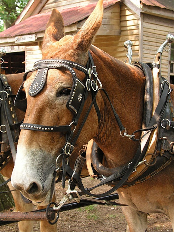 The Old Plow Mule farm garden harness plowing by SixSassySisters