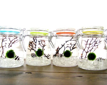 FREE SHIPPING - Marimo Terrarium: Marimo Moss Ball Small Rainbow Jar Aquarium, Several Colors Available