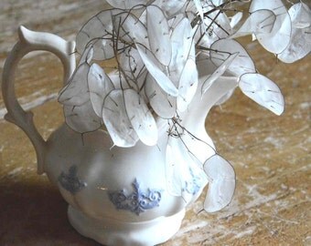 Money Plant Seeds Lunaria Seeds Organic Lunaria Seeds Heirloom Seeds Cottage Garden Favorite