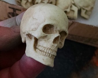 One small Catacomb Skull, small realistic human skull, anatomical study, Cabinet of Curiosities, Cast Shadows Studio, by Richard Chalifour