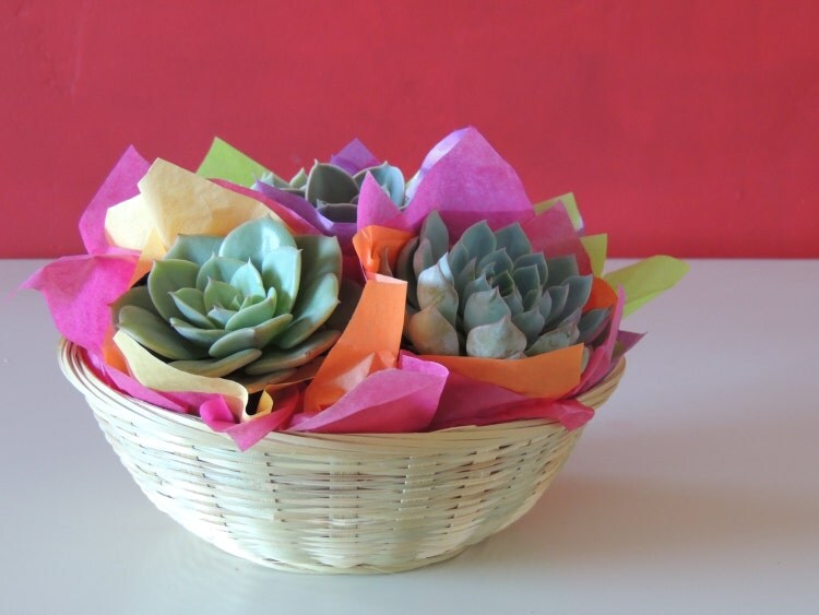 Succulent Gift Basket by SucculentlyUrban on Etsy