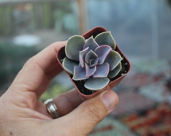 SAMPLE 1 Beautiful Assorted Succulent in 2" container succulents great for WEDDING FAVOR & gifts or samples+