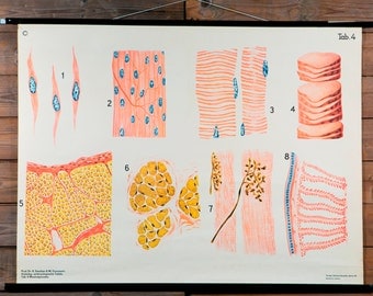 Vintage Belgian School Chart of Tissue Cells