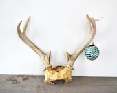 Vintage Seven Point Deer Antlers/ Deer Antler Rack/ Hunting Trophy/ Holiday Display