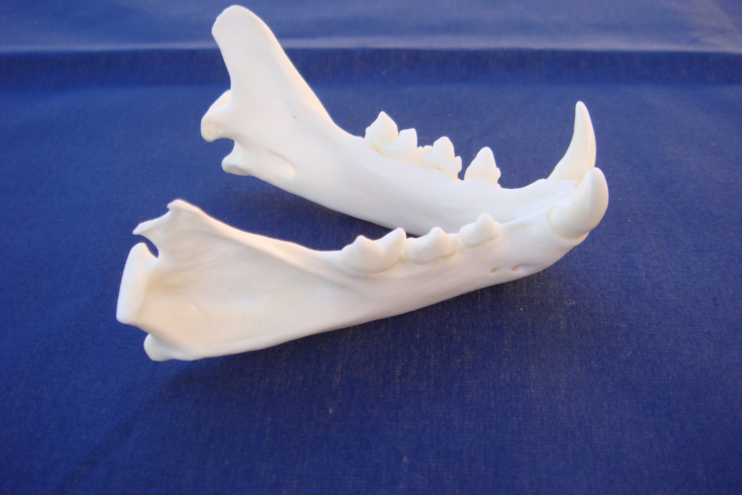 Bobcat Jaws one pair animal bone teeth skull