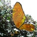 Stained glass, Butterfly Suncatcher, Symbol of hope, Decorative Glass, Gift Idea, Butterflies, Colorful Art Glass, Tiffany Glass, Home Decor