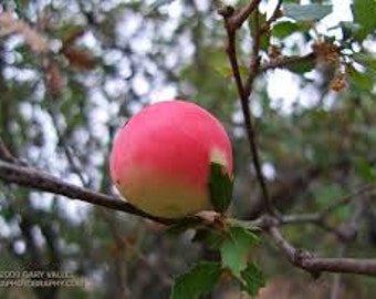Apple & Oak Premium Fragrance Oil Available In Several