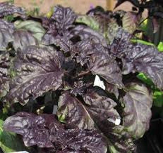 Red Lettuce Leaf BASIL seeds Heirloom/OP