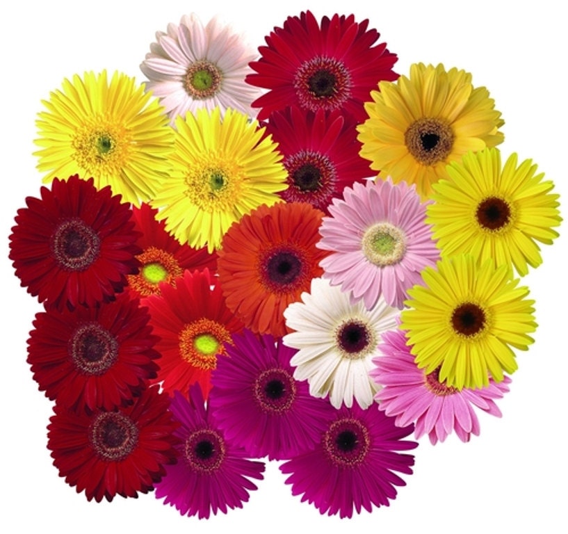 Gerbera Daisy Gerbera Jamesonii Mix all colors of the