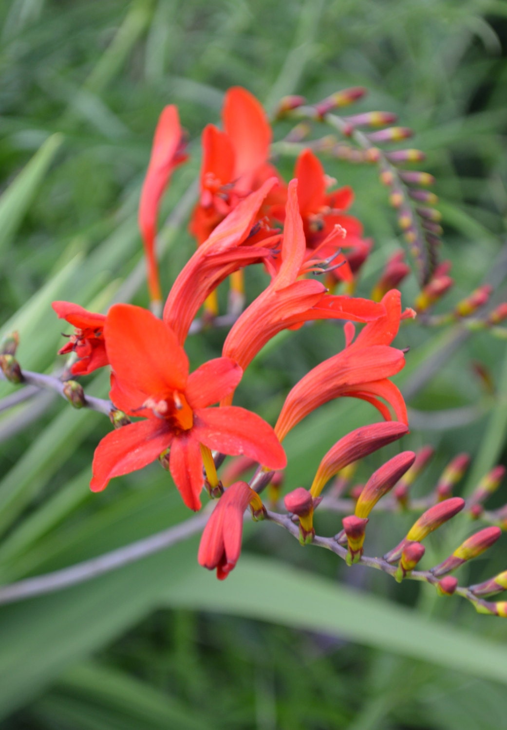 ON SALE Crocosmia Brilliant Red Flower Plant 2014 by SeedGenie