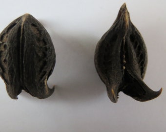 Bat Head Root Devil Root Goat Head Root