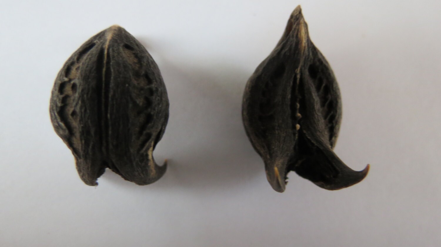 Bat Head Root Devil Root Goat Head Root