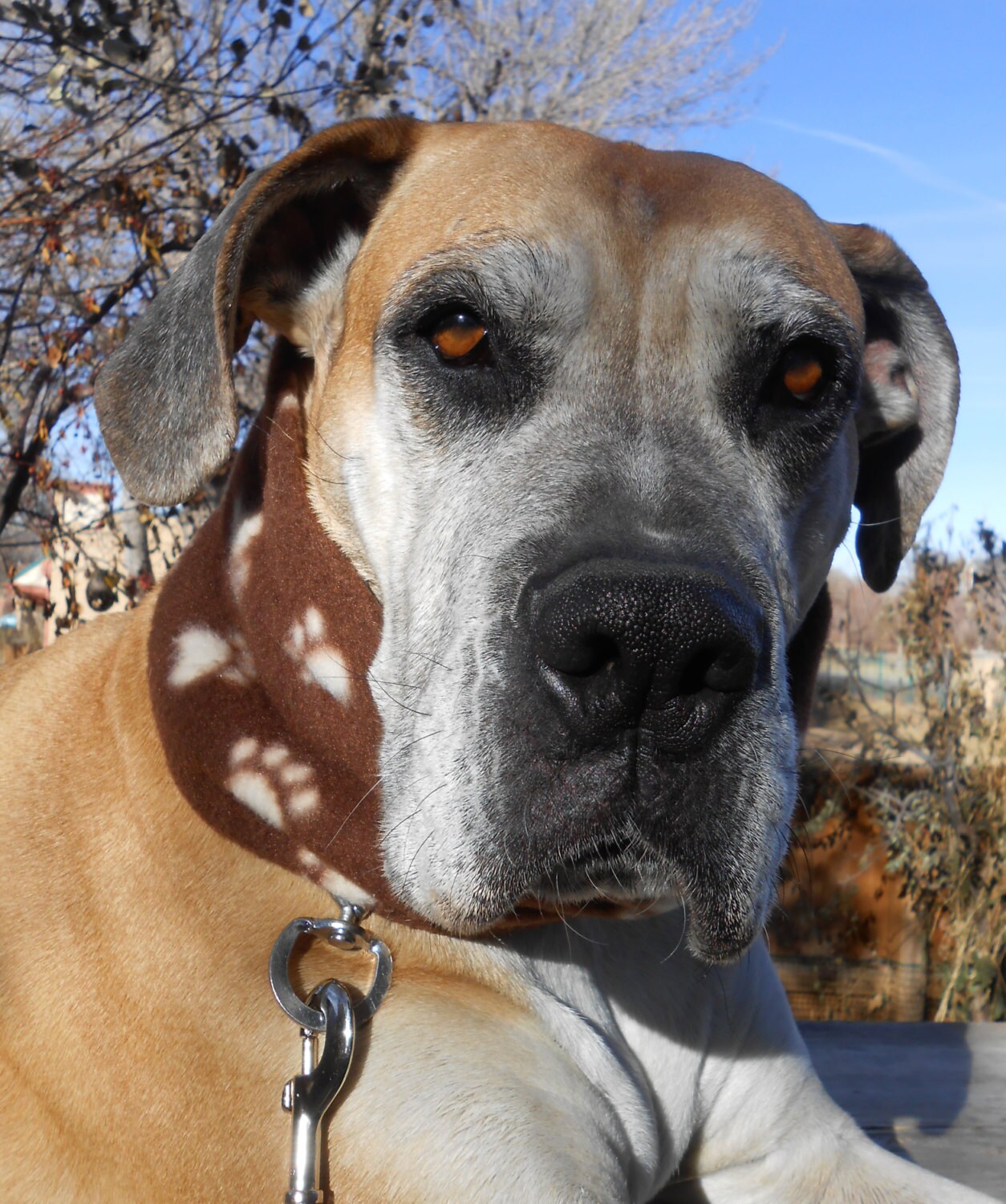 Prong collar cover big dog collar covers for pinch by bellaTAZ