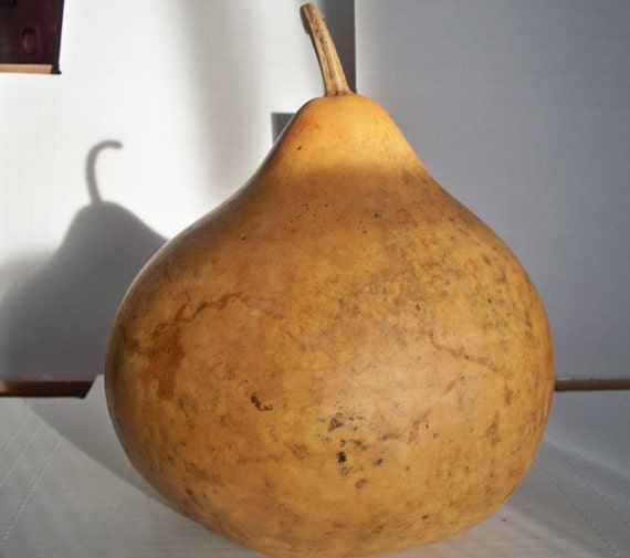 One Dried Bushel gourd for crafts by JDsGourds on Etsy
