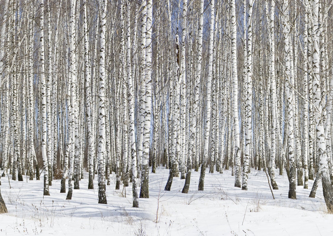 JP London Repeating Winter Birch Forest Ultimate Wall Mural