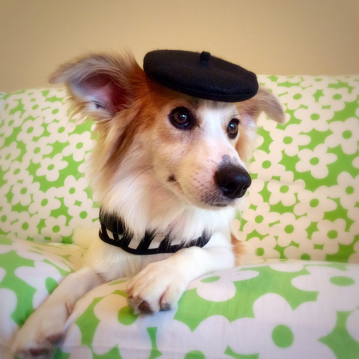 Mini French Beret Hat for Dogs