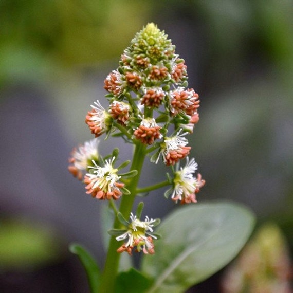 Sweet Mignonette Flower Seeds Reseda Odorata Ameliorata