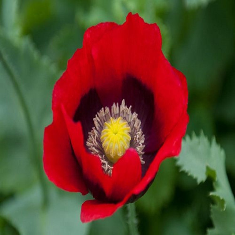 Poppy Pepperbox Flower Seeds Papaver by UnderTheSunSeeds on Etsy