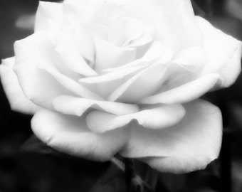 White Rose, Black and White Floral Photography, Nature, Fine Art, Wall Decor