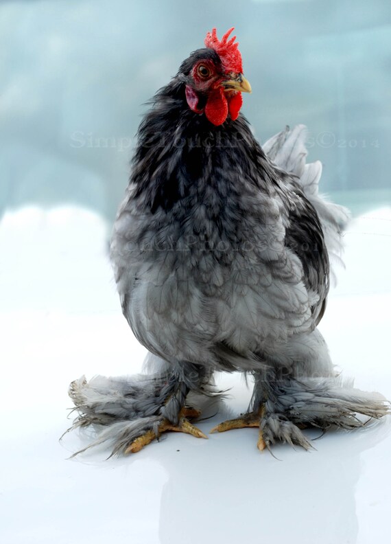 Gray Black Chicken / Rooster Photo Print wall by SimpletouchPhotos