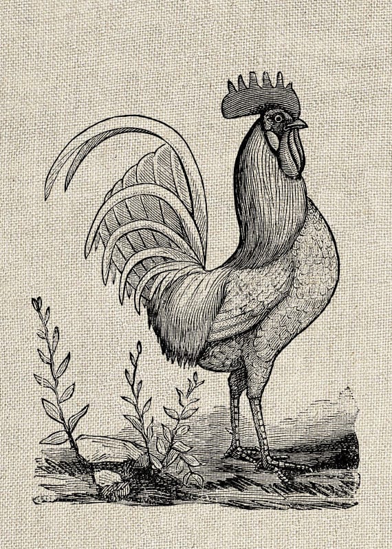 Vintage Rooster Clipart Printable Digital by InstantGraphics