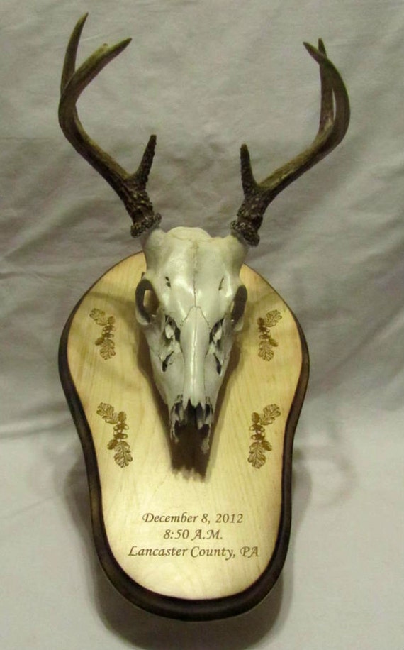 Engraved Taxidermy European Mount Plaque Classic by Whitetailwc