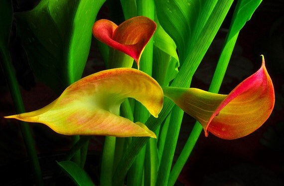 storing calla lily bulbs winter storing calla lily bulbs winter