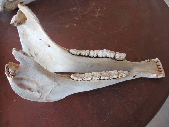 HORSE MANDIBLE by OpenRanger on Etsy