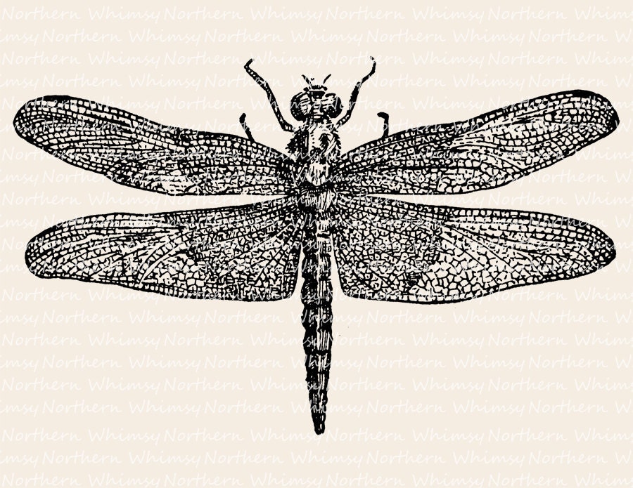 vintage insect clipart - photo #11