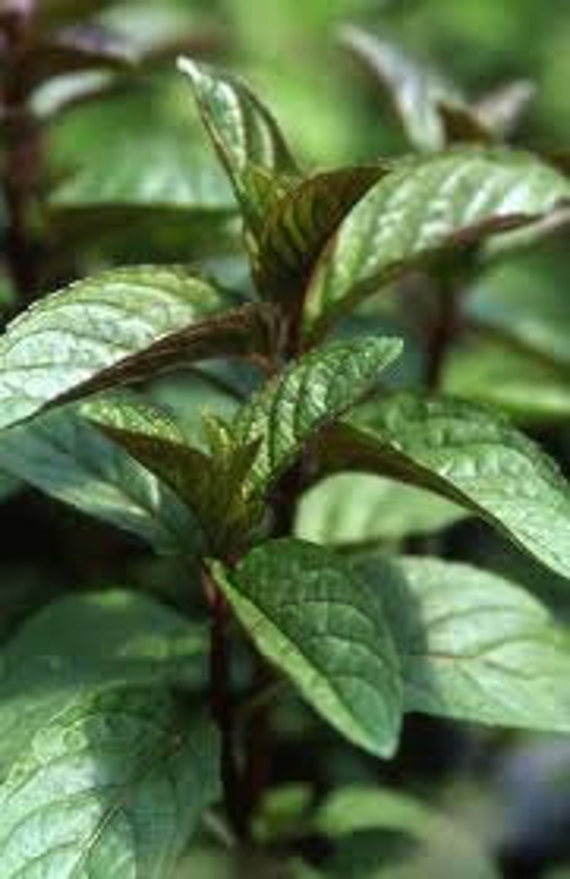 chocolate mint seeds for sale