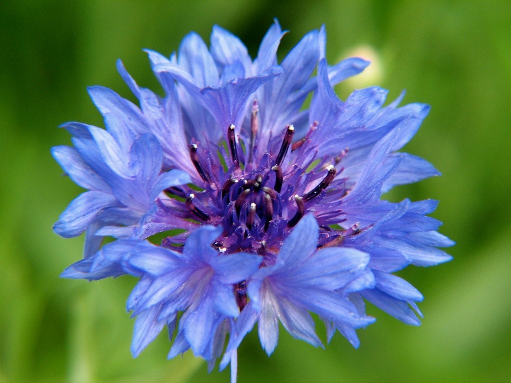 Bachelor's Button Blue Cornflower Centaurea cyanus 50