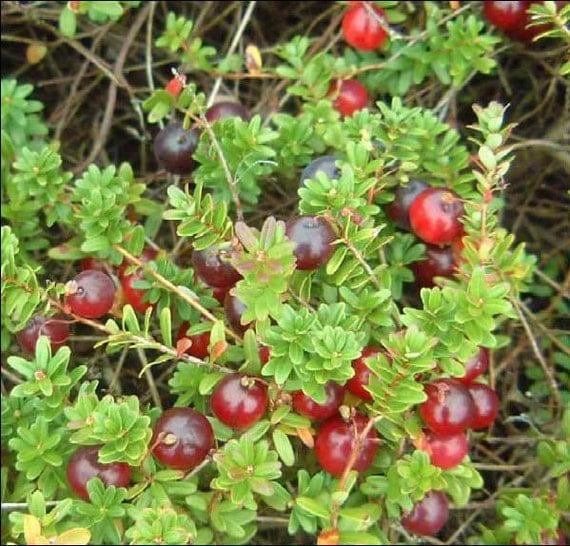 Vaccinium Macrocarpon 50 Seeds Large American Cranberry