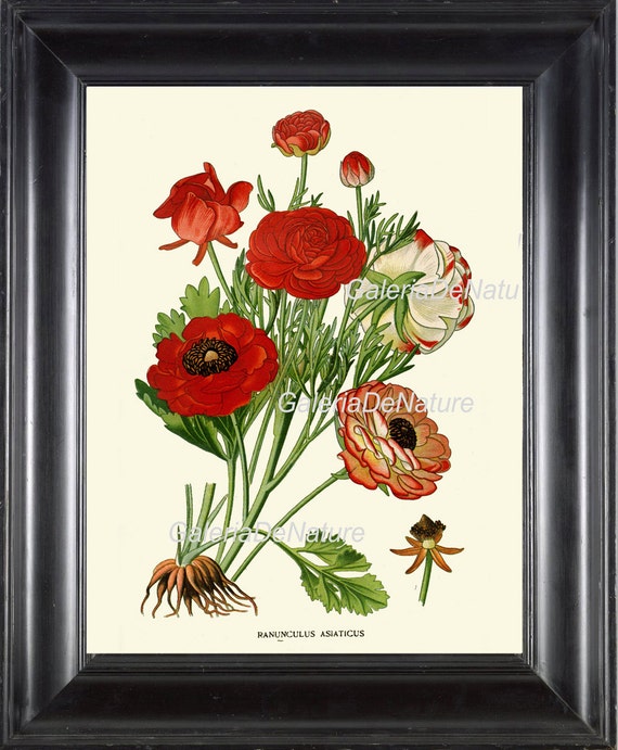 BOTANICAL PRINT Flower Art S5 4x6 5x7 8x10 11x14 Beautiful Red