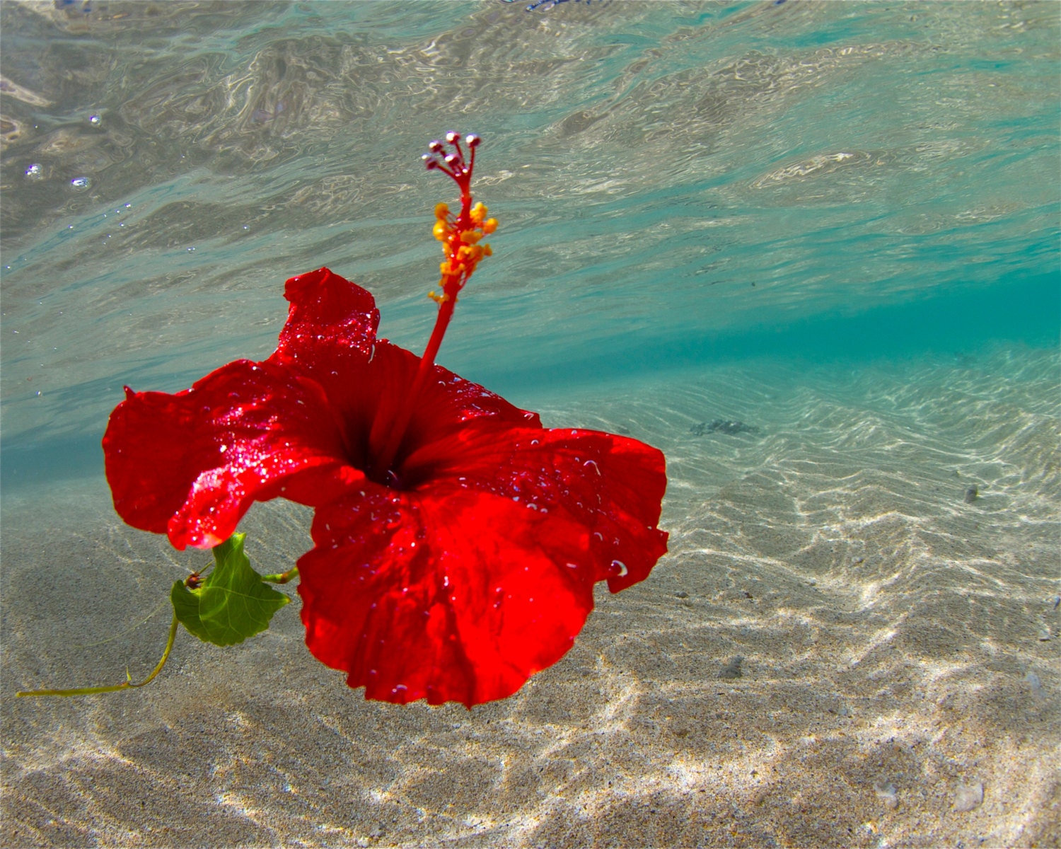 Hawaiian Hibiscus Underwater PhotographyPretty Red Hibiscus