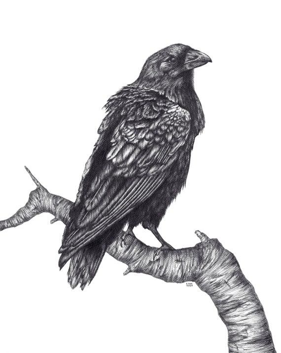 Items similar to Raven Art Pencil Drawing Print on Etsy