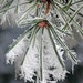 Kathleen Salminen