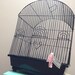 ON SALE! Vintage Wire Bircage, Black and White, Mid Century, Slide Out Bottom Tray, Three Doors, Handle for Hanging