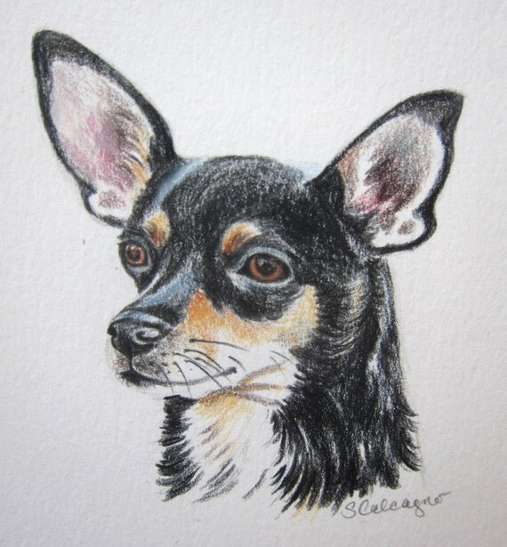 Chihuahua Dog drawing Chihuahua Art Colored by ClarityArtDesign