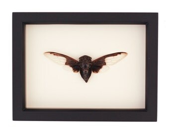 Real Batwing Cicada Insect From Thailand